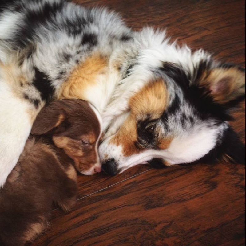 Australian Shepherd