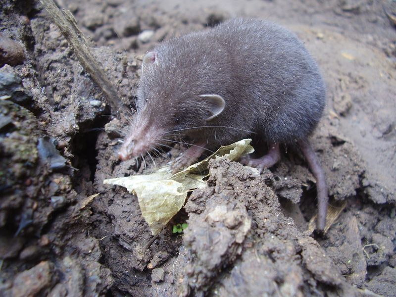 São Tomé Shrew