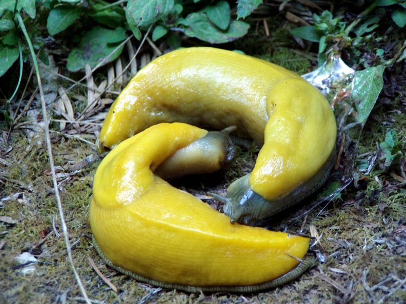 Role as Decomposers