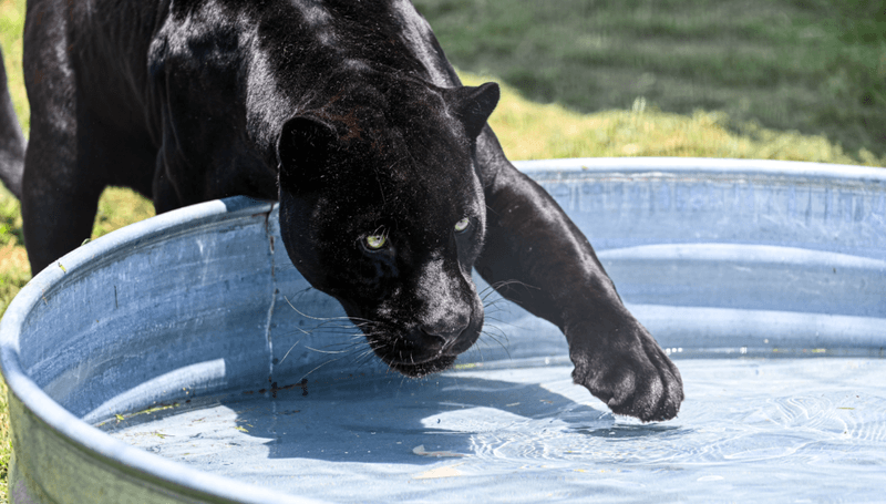 Panther's Elusive Nature