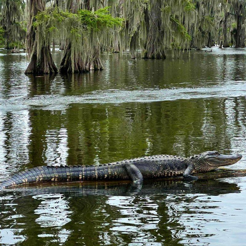 Louisiana