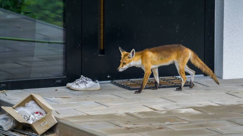 New York: Urban and Wild Foxes