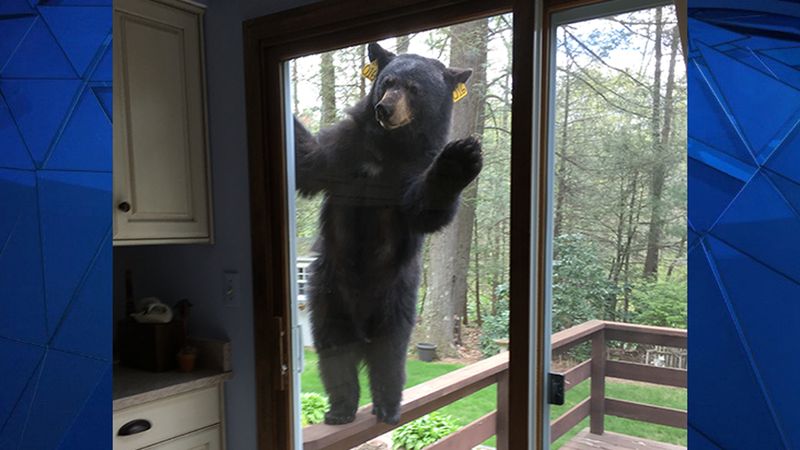 Brownie-Thief in Connecticut