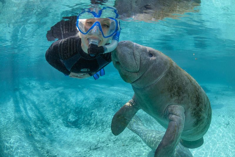 Gentle Manatees