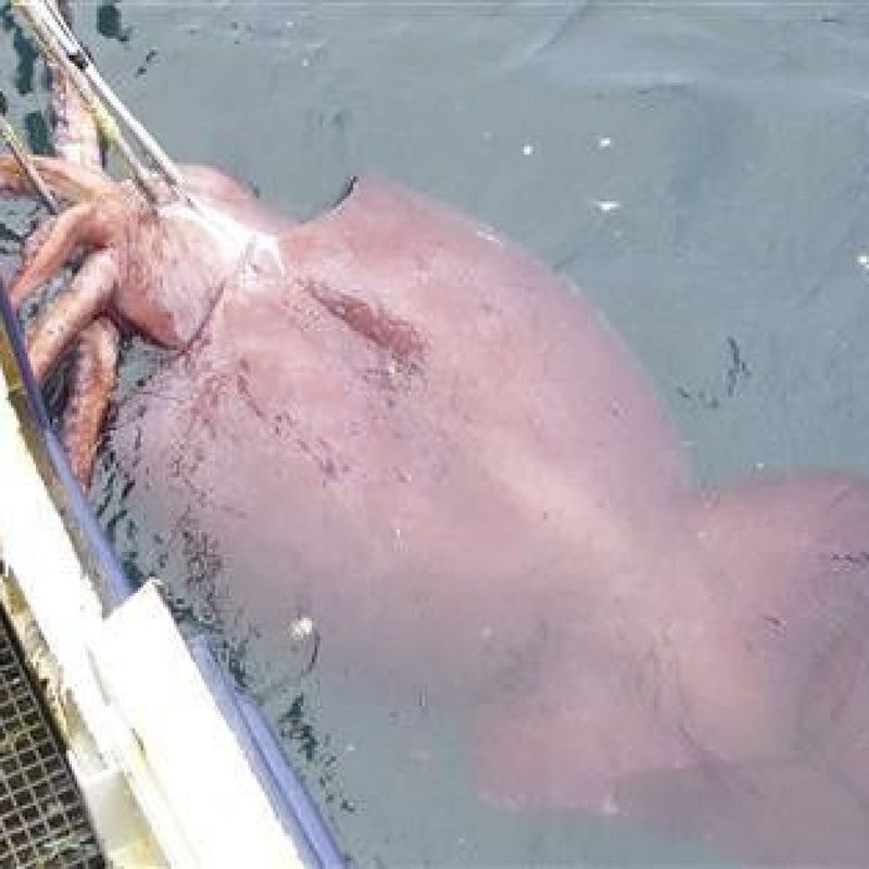 Colossal Squid