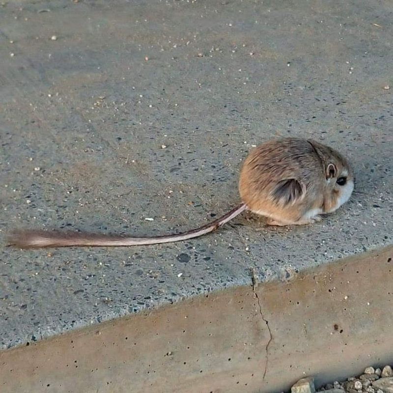 Kangaroo Rat