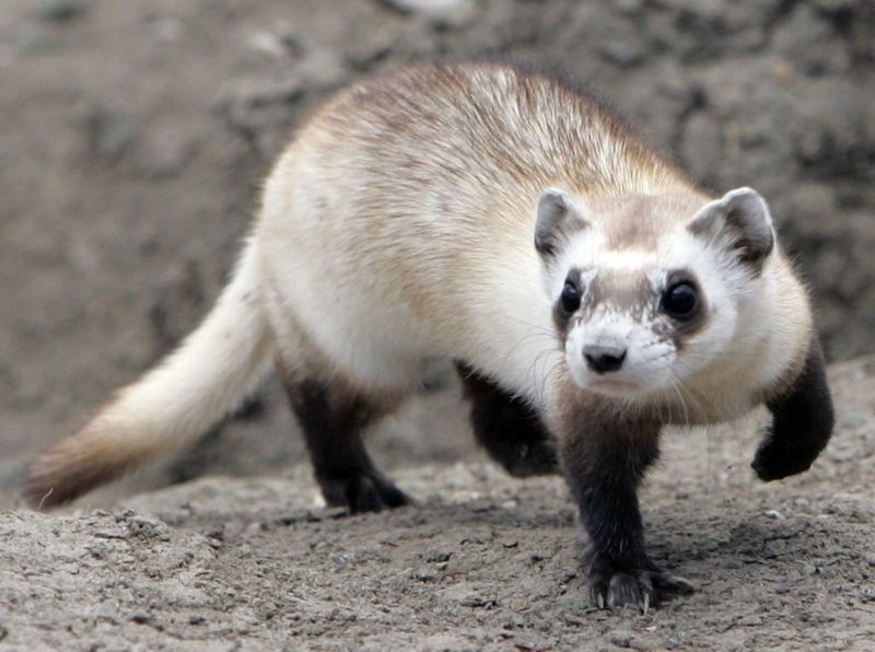 Black-Footed Ferret