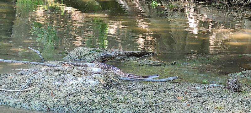 Guadalupe River