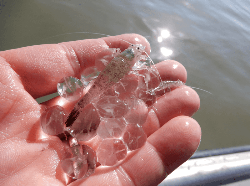 Comb Jellies