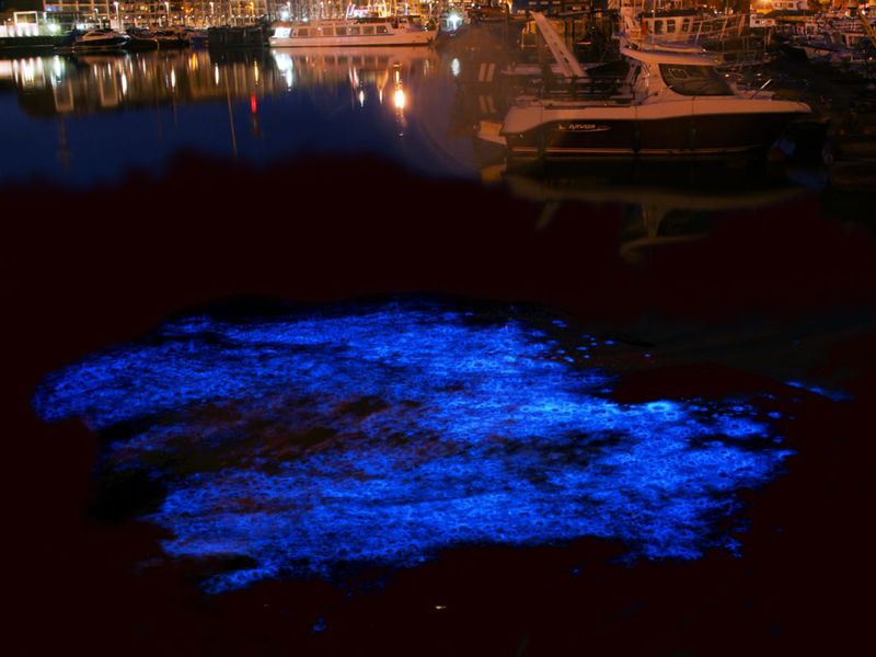 Dinoflagellates