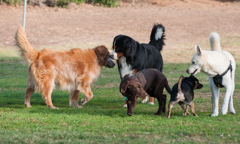 Friendly with Other Dogs