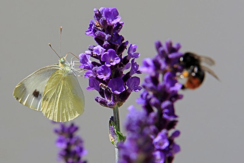 Brimstone Butterfly