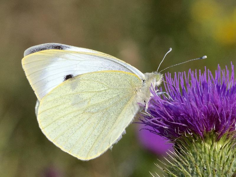 Large White Butterfly