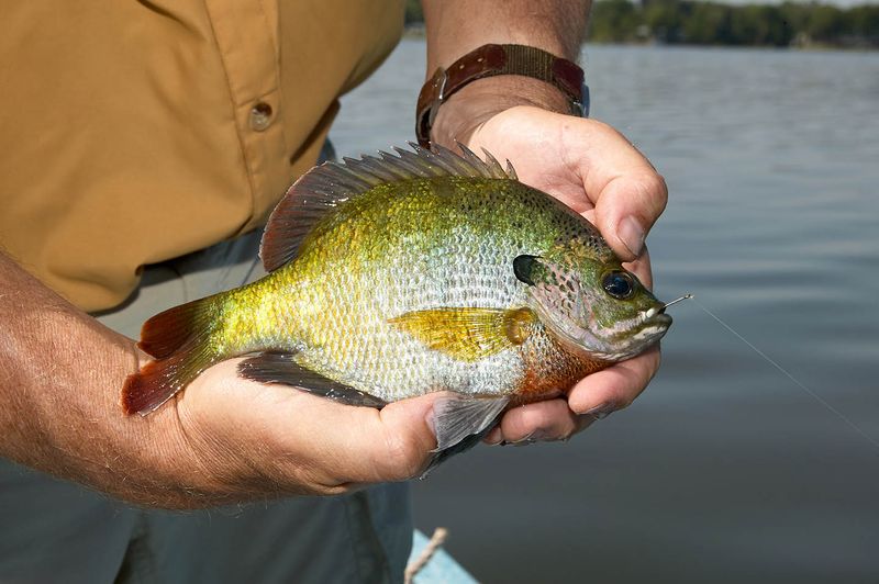 Bluegill