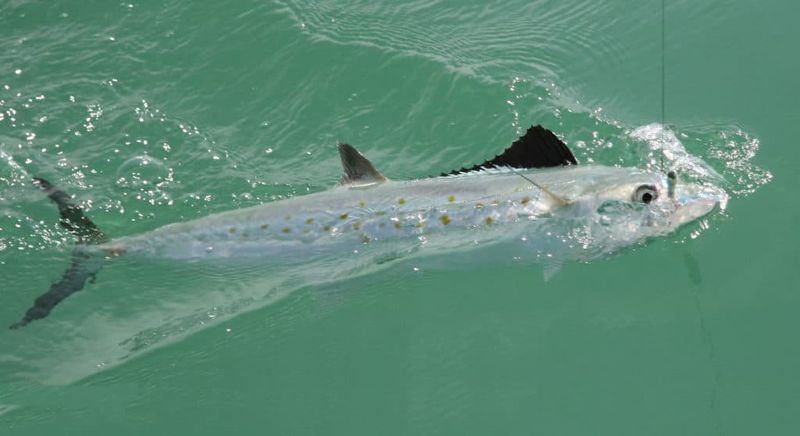 Spanish Mackerel
