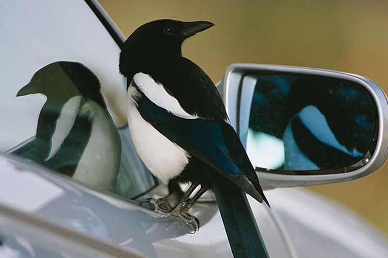 Magpie