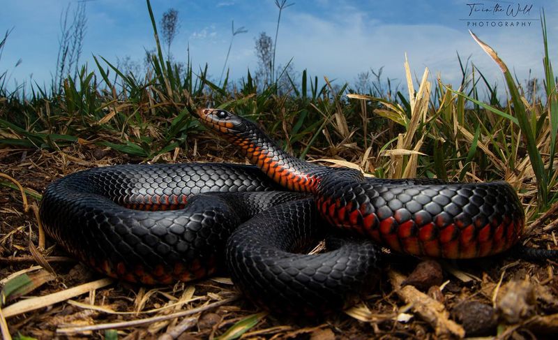 Red-bellied Black Snake