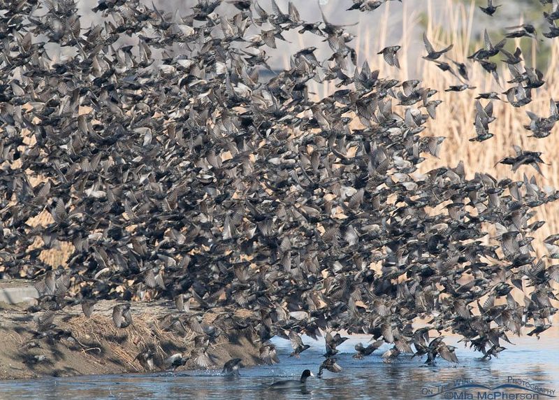 European Starling