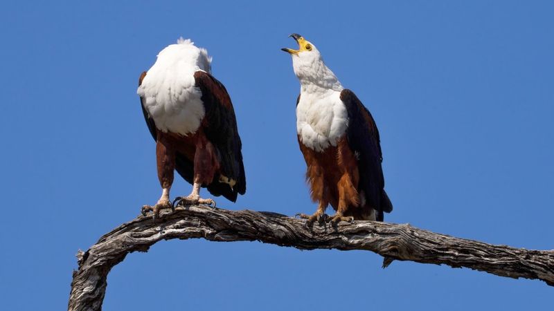 African Fish Eagle