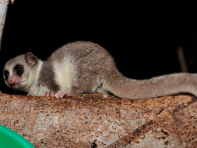 Fat-tailed Dwarf Lemur