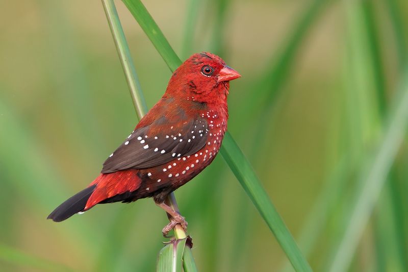 Red Avadavat