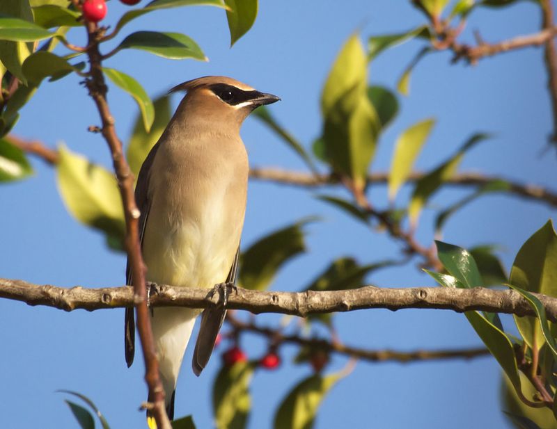 Cedar Waxwing