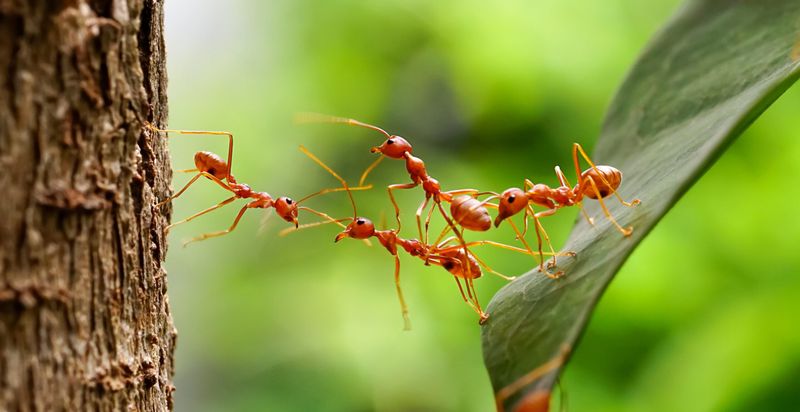 Collective Decision-Making
