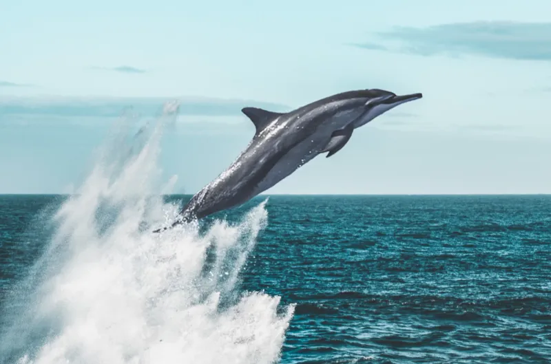 Communication Through Splash