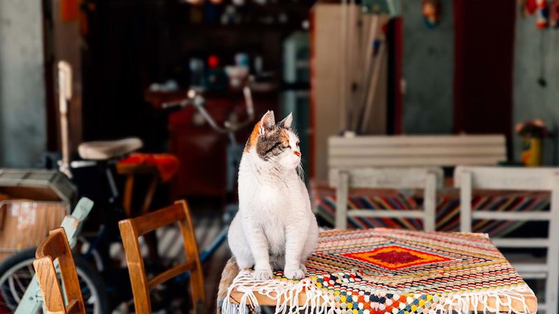 Feline Freedom