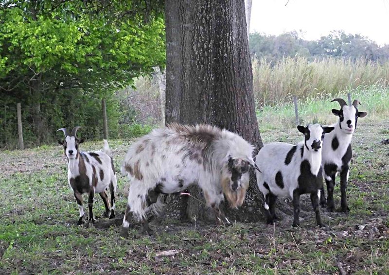 Thriving Social Animals