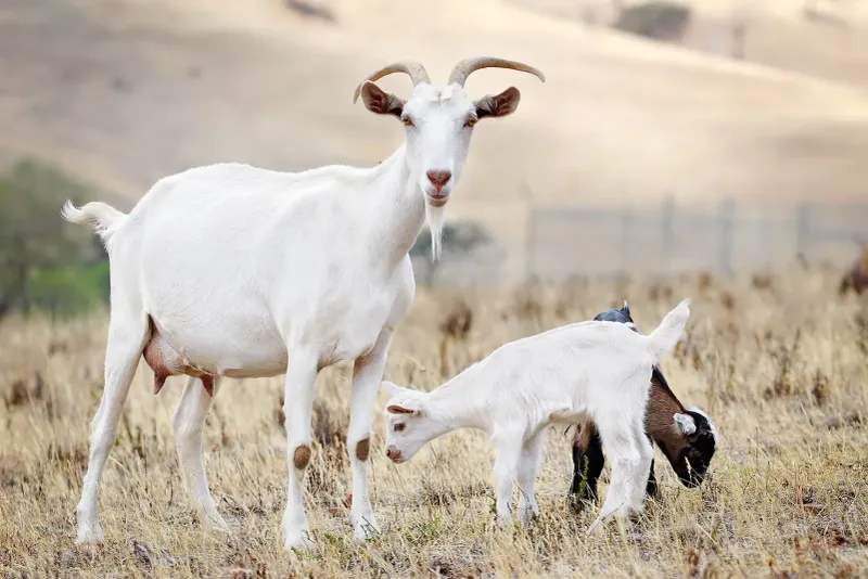 Sustainable Milk Source