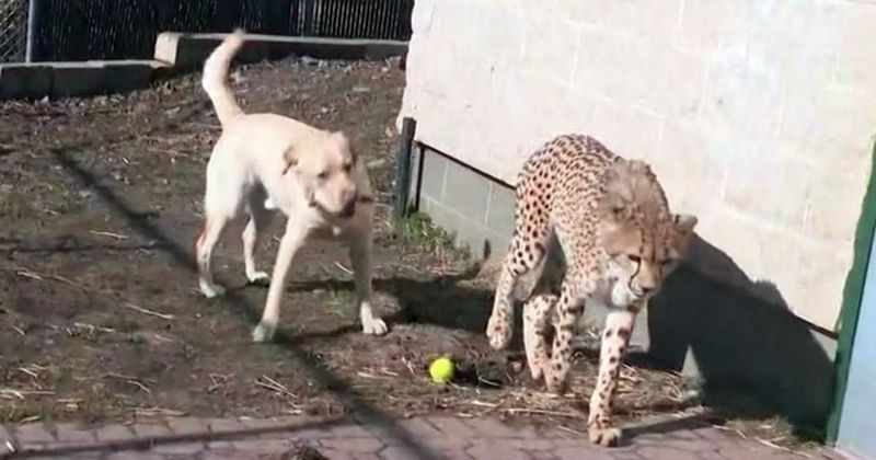 Training and Enrichment