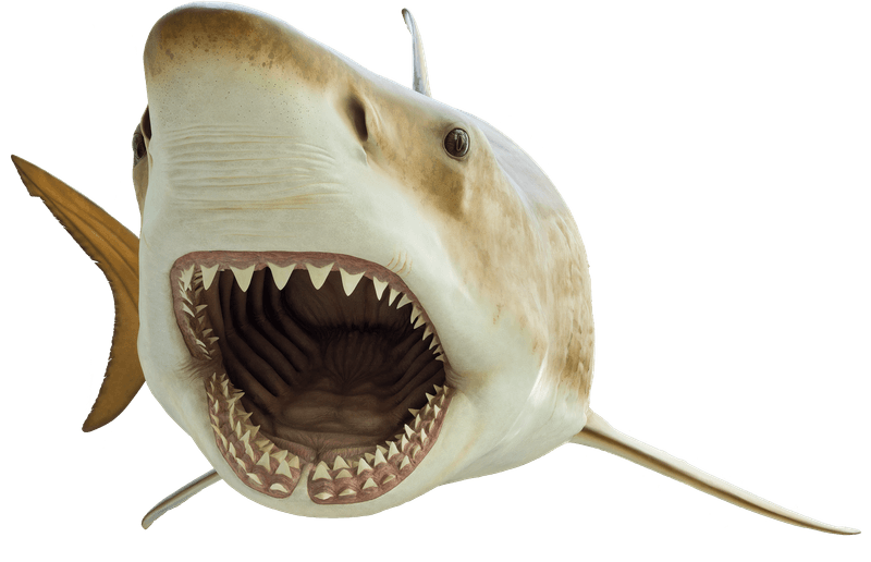 Razor-Sharp Teeth Regrowth