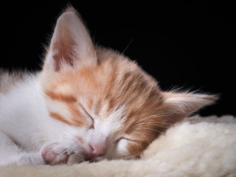 Content Sleeping