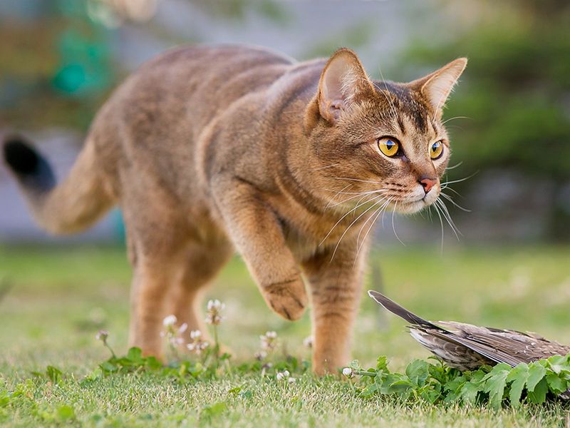 Con: Impact on Wildlife