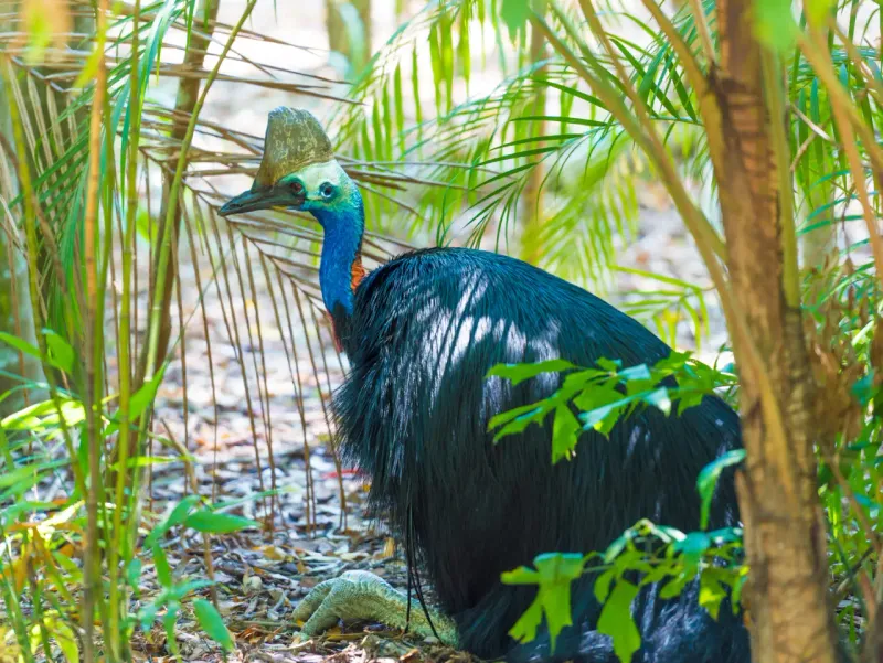 Cassowary