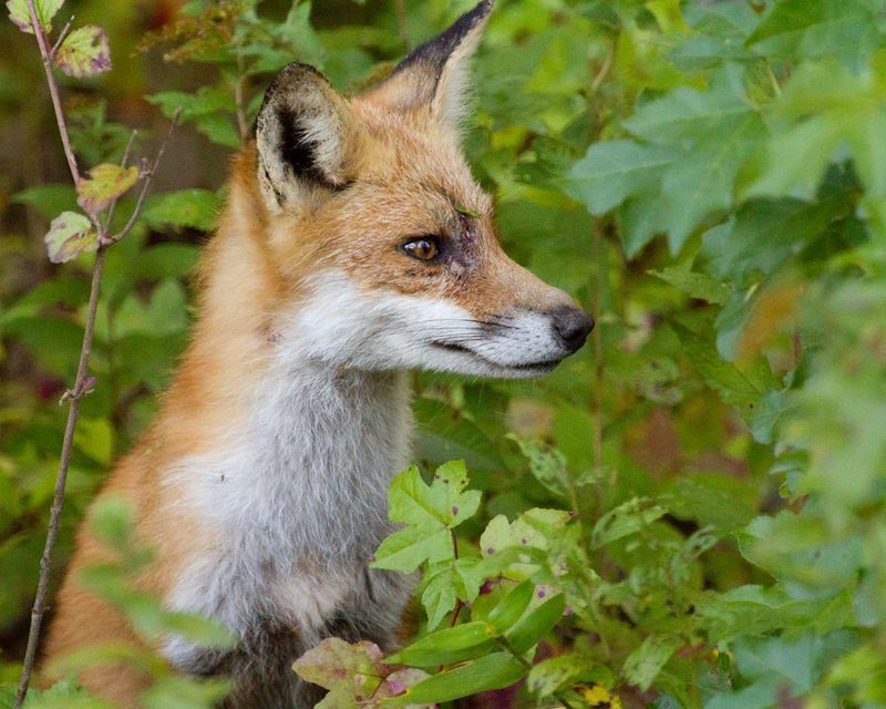 Delaware - Red Fox