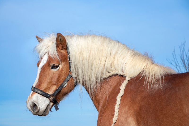 Haflinger