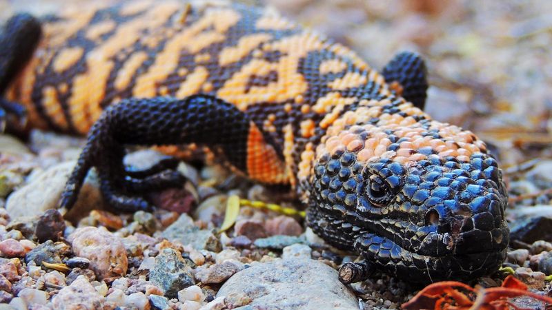 Conservation Challenges
