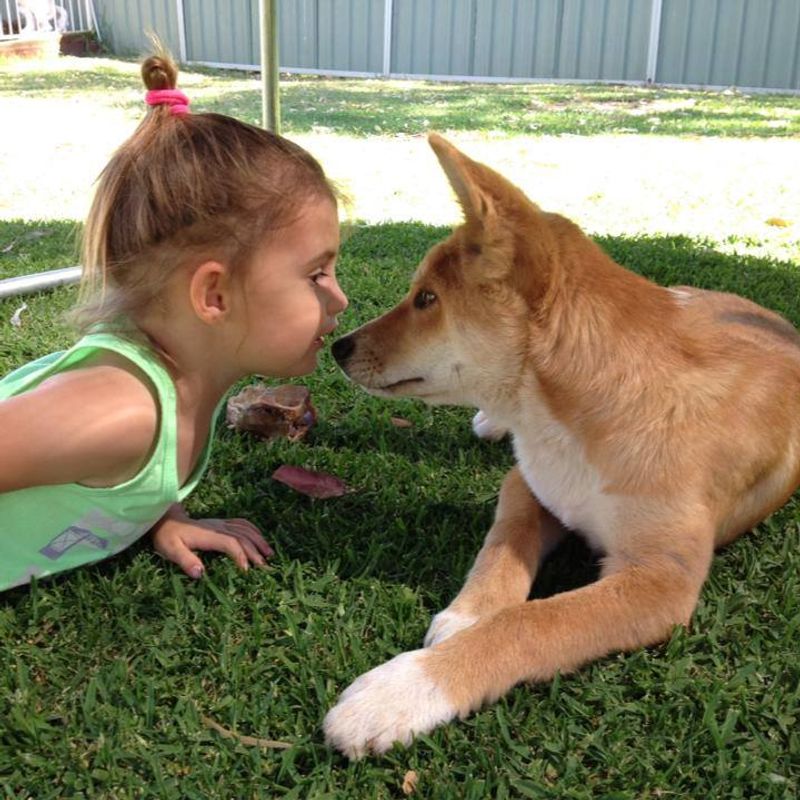 Dingoes and Human Interaction
