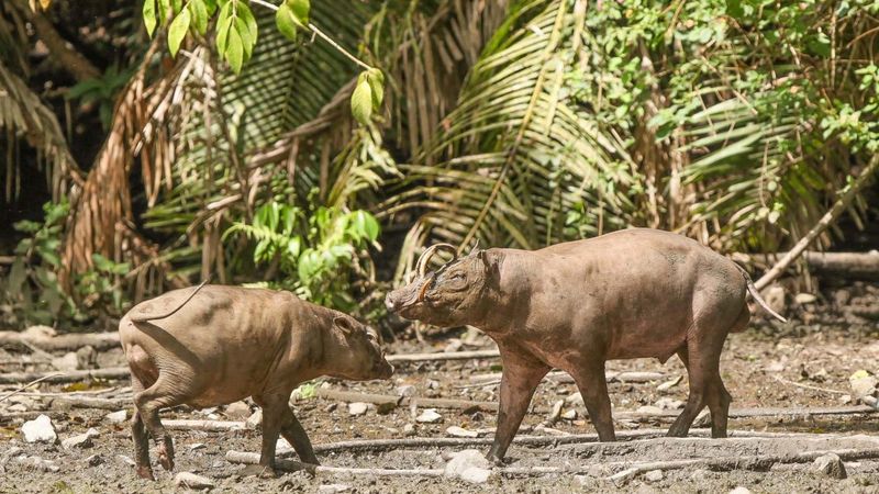 Conservation Challenges