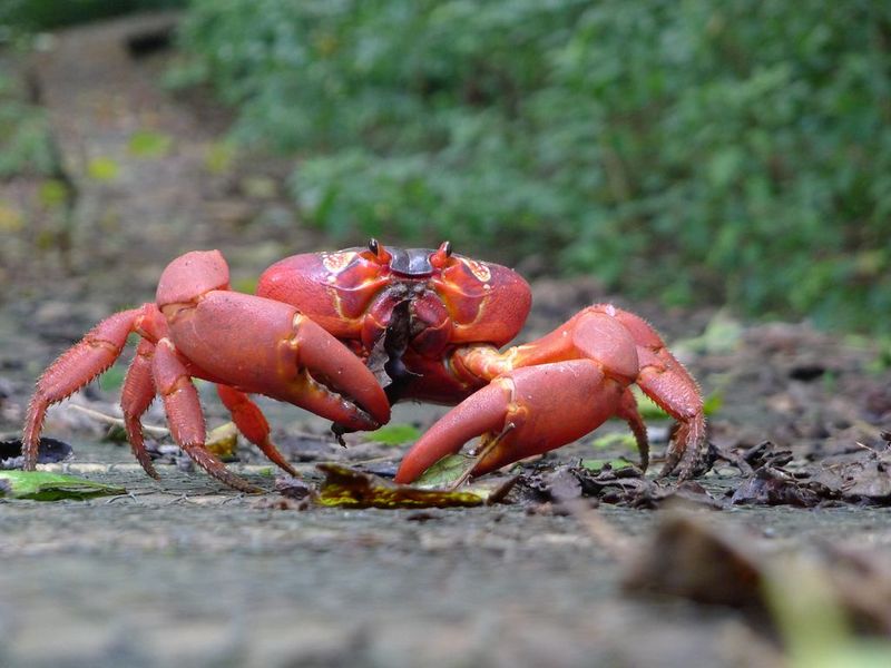 Red Crab as a Cultural Icon