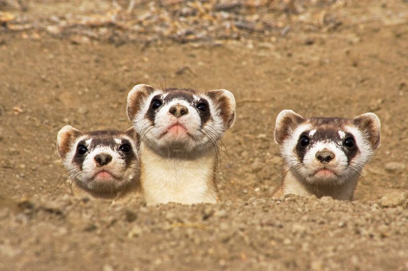 The Black-footed Ferret's Habitat and Challenges