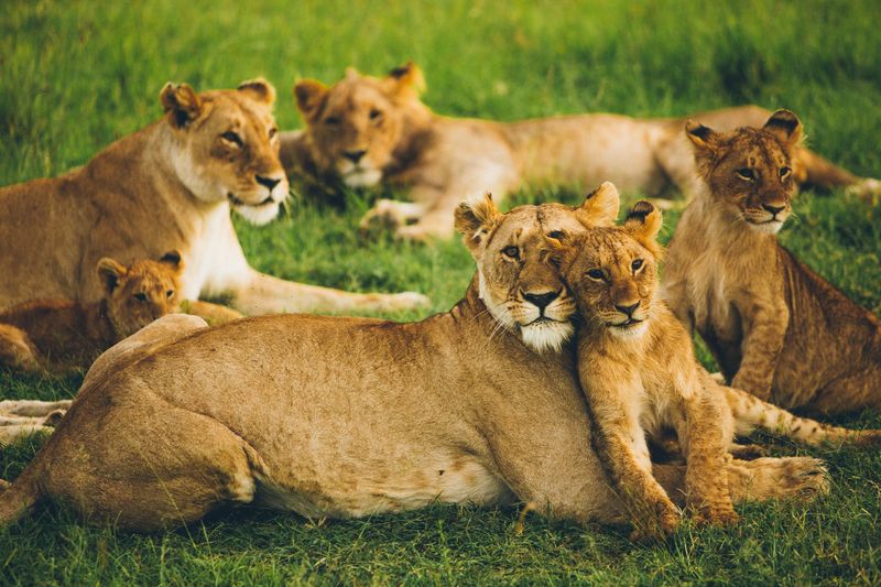 Conservation Efforts
