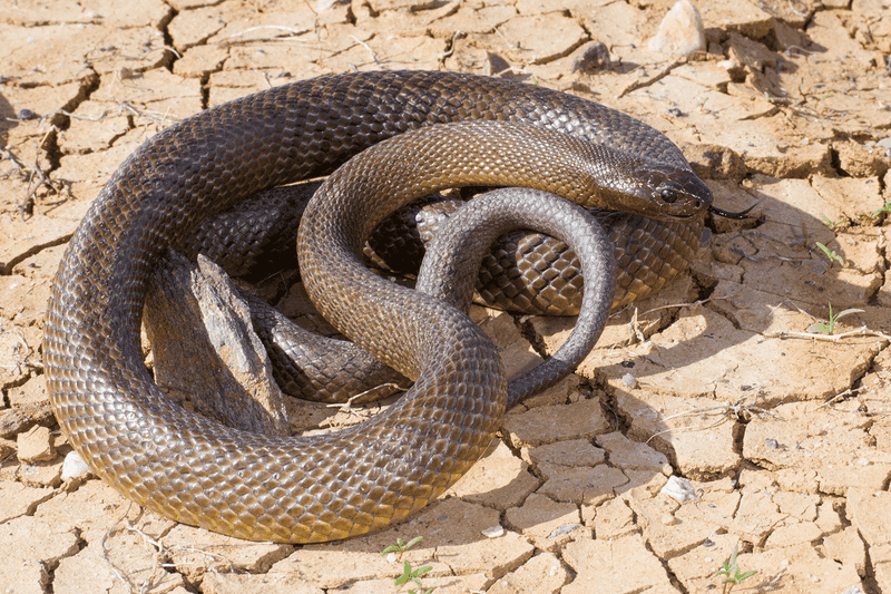 Antivenom and Medical Research