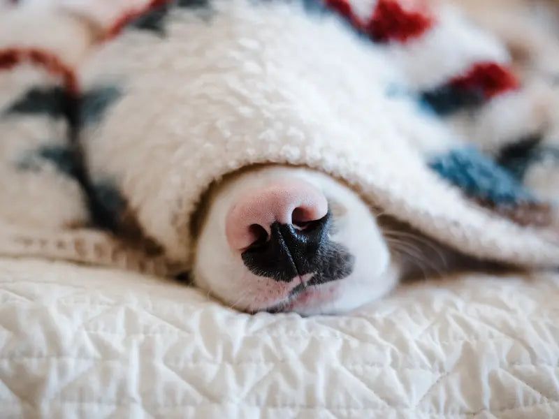 Hiding or Cowering
