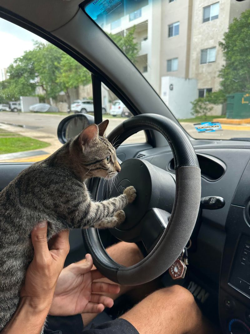 Car Horns