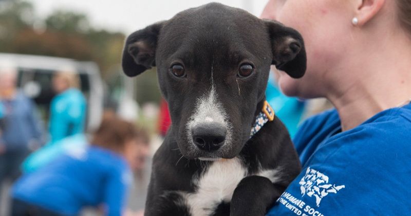 Reach Out to Animal Welfare Organizations