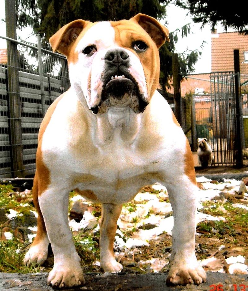 Dorset Olde Tyme Bulldogge