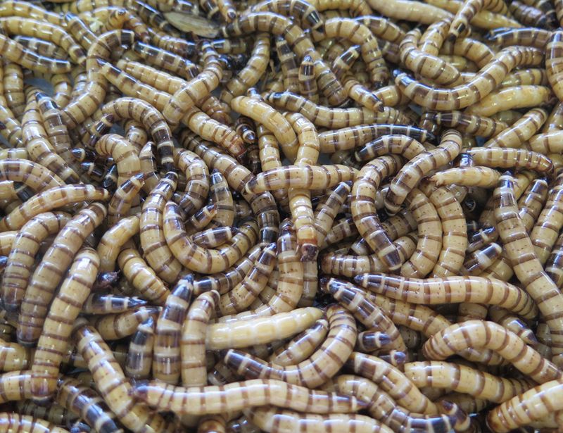 Superworms